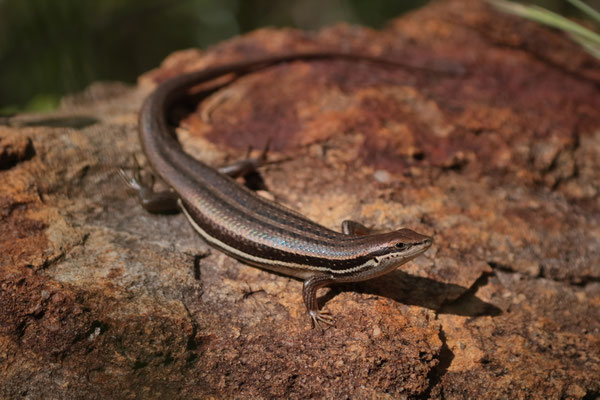 Gravenhorst's Mabuya (Trachylepis gravenhorstii)