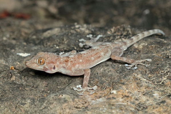 Dhofar Fan-footed Gecko (Ptyodactylus dhofarensis)