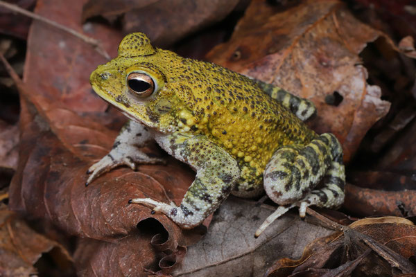 Marbled Toad (Incilius marmoreus) male