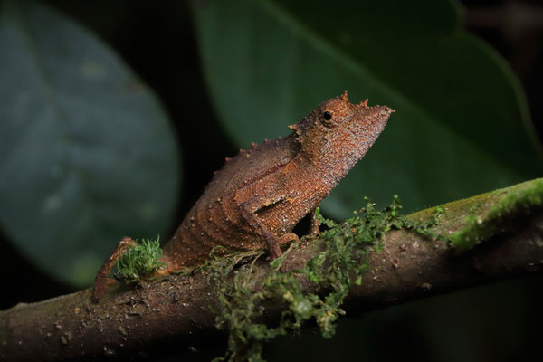 Elongate Leaf Chameleon (Palleon nasus)