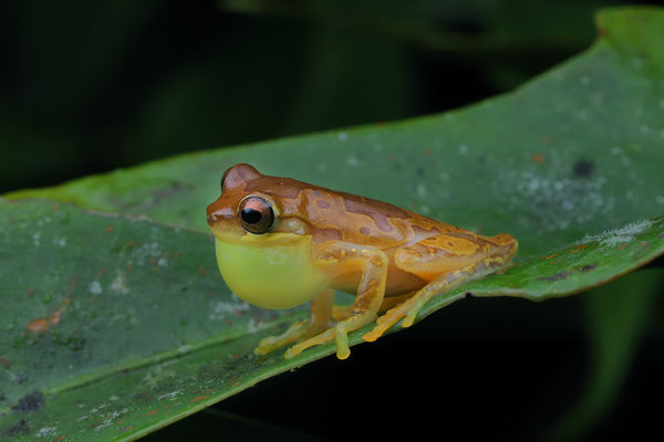 Hourglass Tree Frog (Dendropsophus ebraccatus) calling male
