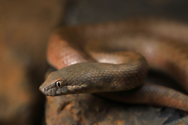 Socotra Night Snake (Ditypophis vivax)