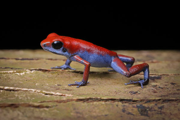 Strawberry Poison Dart Frog (Oophaga pumilio) "Escudo"