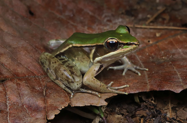 Highland Leopard Frog (Lithobates maculatus)