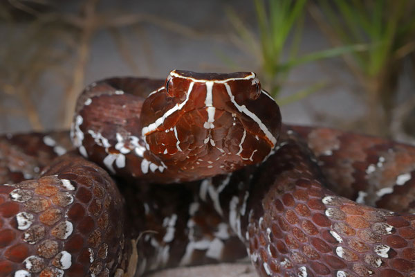 Locally also known as "quatro narices" due to the four white lines covering the face.