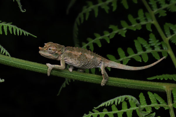 Werner's Three-horned Chameleon (Trioceros werneri) juvenile