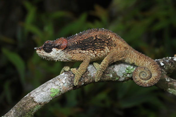 Udzungwa Double-bearded Chameleon (Trioceros tempeli) 