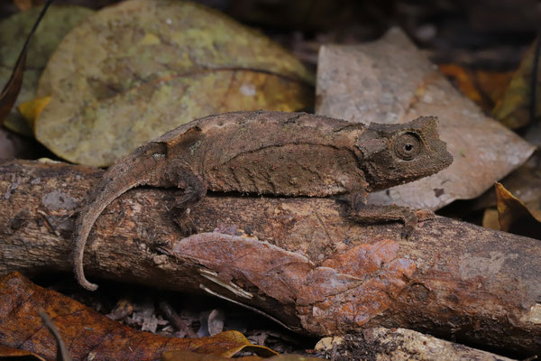 Anja Leaf Chameleon (Brookesia brunoi) 