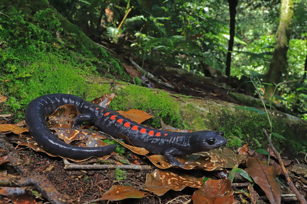 Giant False Brook Salamander (Isthmura gigantea) in habitat.
