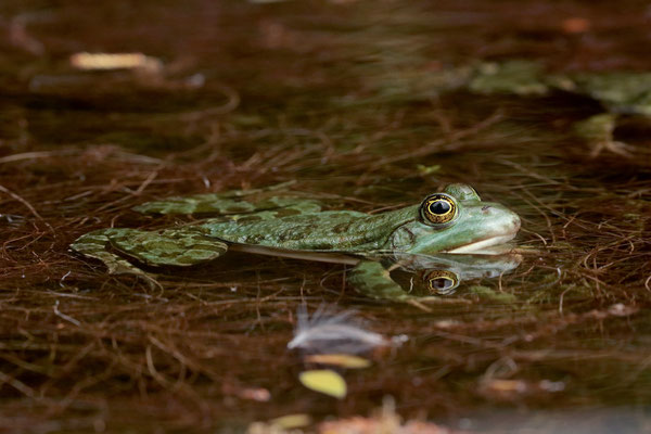 Marsh Frog (Pelophylax ridibundus) 
