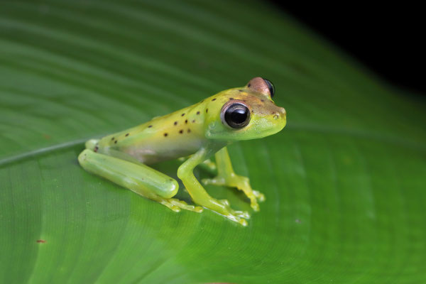 Gladiator Tree Frog (Boana rosenbergi) baby