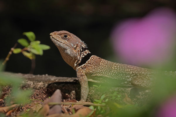 Cuvier's Madagascar Swift (Oplurus cuvieri) 