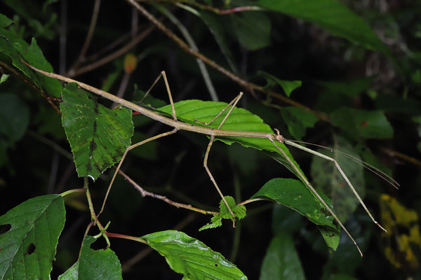 Giant Stick Insect (Phanocles sp.)