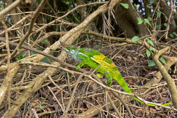 West Usambara Blade-horned Chameleon (Kinyongia multituberculata) next to the road.
