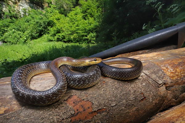 Aesculapian Snake (Zamenis longissimus)