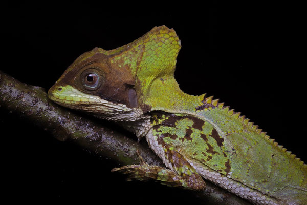 Hernandez's Helmeted Basilisk (Corytophanes hernandesii)