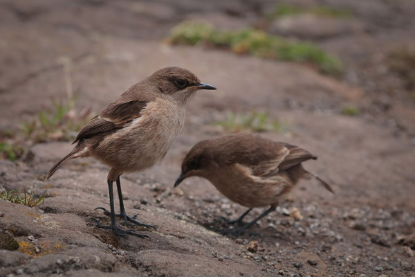 Moorland Chats (Pinarochroa sordida)