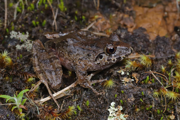Banded-thighed Rain Frog (Craugastor melanostictus)