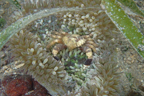 Banded Clinging Crab (Mithraculus cinctimanus)