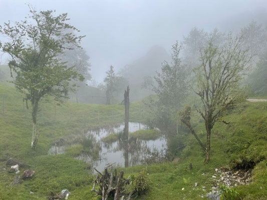 Habitat of Lithobates macroglossa, Thamnophis fulvus, Adelphicos veraepacis and Mesaspis chuchumatanus.