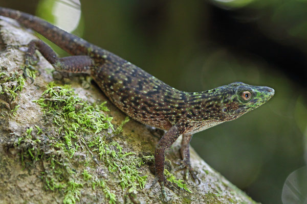 Neotropical Green Anole (Norops biporcatus)