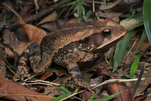 Chimalapas Toad (Incilius tutelarius)