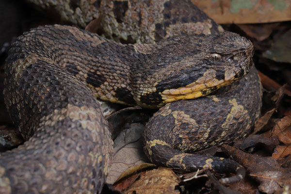 Guatemalan Jumping Pitviper (Metlapilcoatlus occiduus)