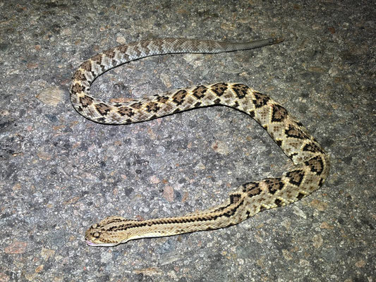 Again just killed minutes before we drove there, a DOR Nortwestern Neotropical Rattlesnake (Crotalus culminatus).