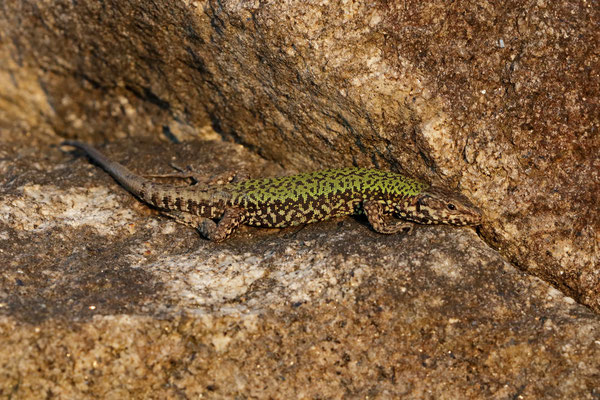 Wall Lizard (Podarcis muralis nigriventris)