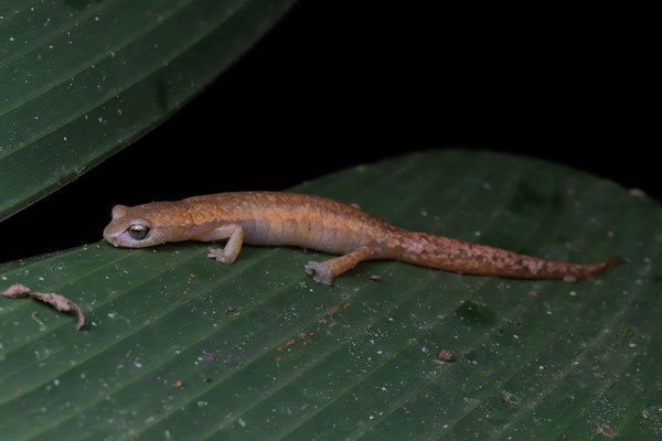 Coban Mushroomtongue Salamander (Bolitoglossa helmrichi)