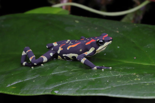 Variable Harlequin Toad (Atelopus varius)