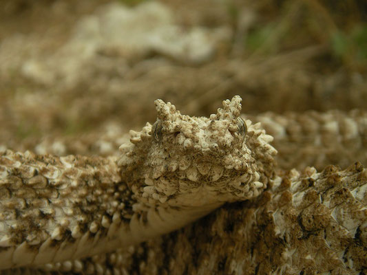 Spider-tailed Horned Viper (Pseudocerastes urarachnoides) showing the knob like scales on the side of the head.
