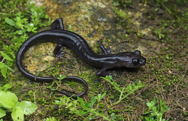 Black Jumping Salamander (Ixalotriton niger)