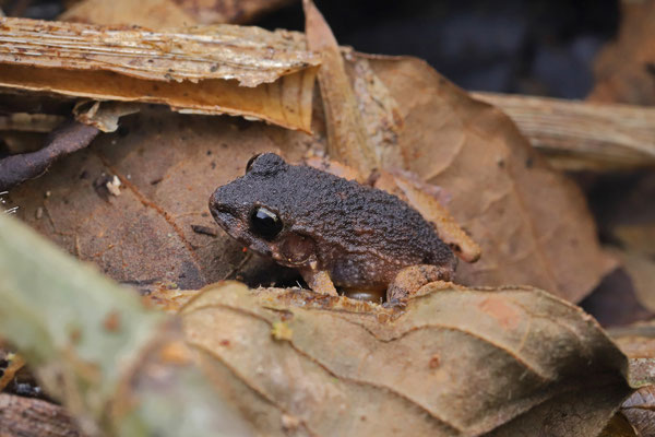 Coastal Plain Litter Frog (Craugastor polyptychus)