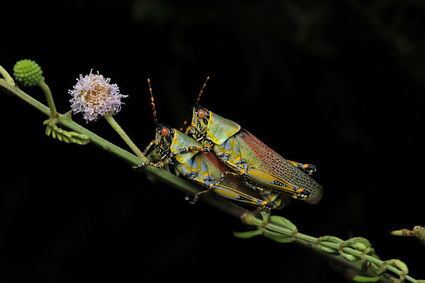 Elegant Grasshoppers (Zonocerus elegans) mating