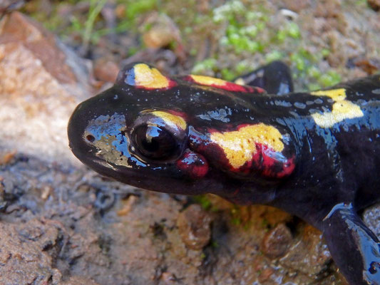 North African Fire Salamander (Salamandra algira splendens)