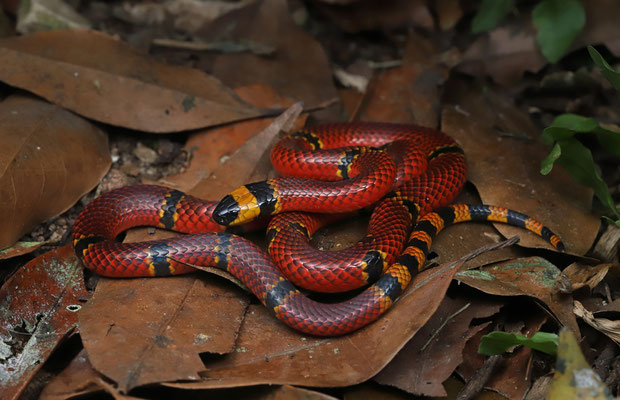Brown's Coral Snake (Micrurus browni)