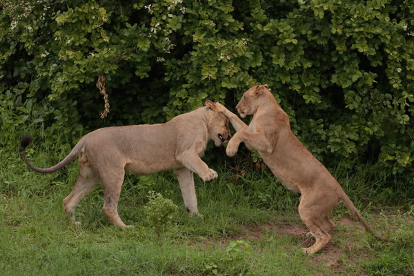 Lions (Panthera leo)
