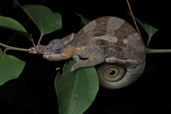 Kilimanjaro Two-horned Chameleon (Kinyongia tavetana) male