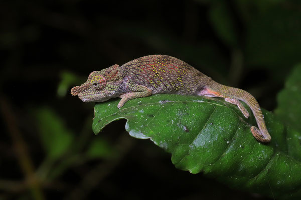 Andasibe Nosed Chameleon (Calumma nasutum)