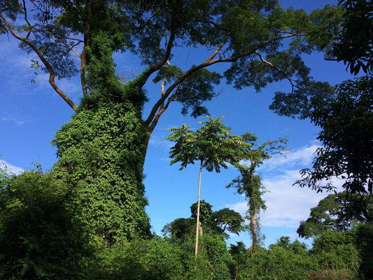 Secondary forest with ample creepers provides perfect habitat for species such as bush vipers.