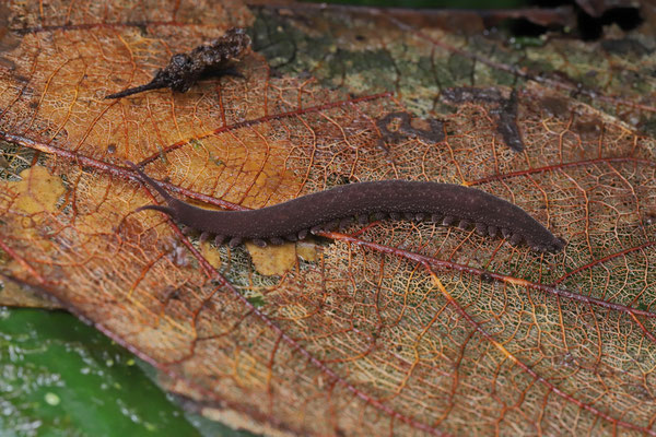 Velvet Worm (Peripatidae)