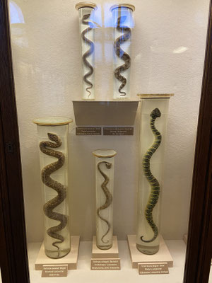 Well preserved snakes.