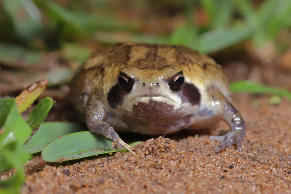 Whistling Rain Frog (Breviceps sopranus)