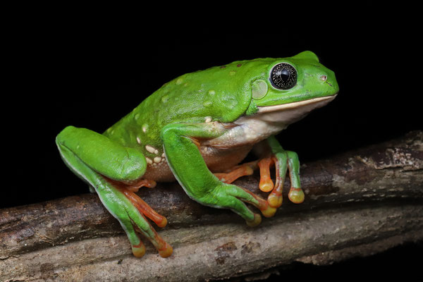 Mexican Giant Leaf Frog (Agalychnis dacnicolor)