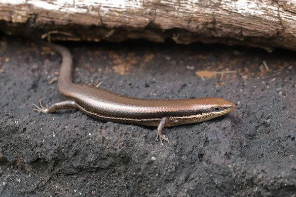 Short-legged Skink (Marisora brachypoda) 