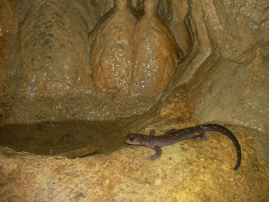 Gorgan Cave Salamander (Paradactylodon persicus) in habitat