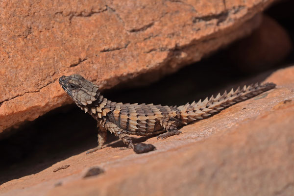 Armadillo Girdled Lizard (Ouroborus cataphractus)
