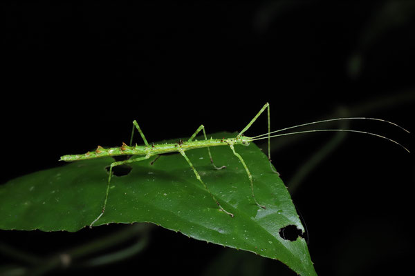 Stick insect