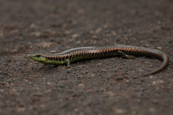 Rainforest Celestus (Siderolampus hylaius)